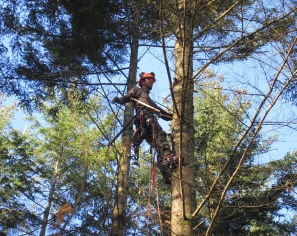 Interventions techniques et boisement